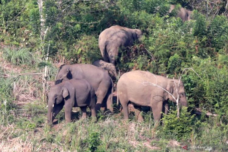 Punggung Petani Karet di Pelalawan Robek Diserang Gajah Liar