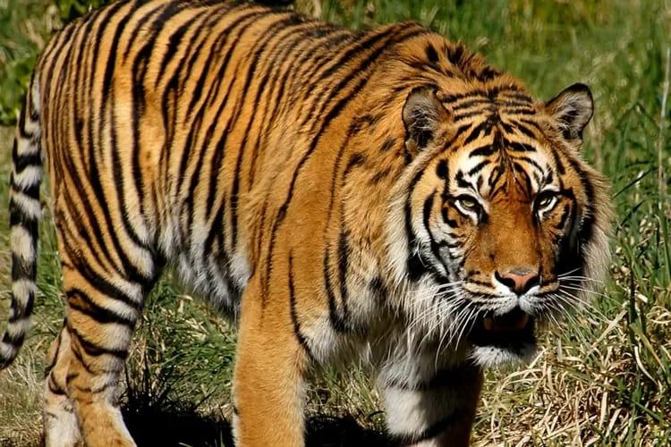 BBKSDA Riau Pasang 5 Camera Trap di Lokasi Serangan Harimau di PT SPA