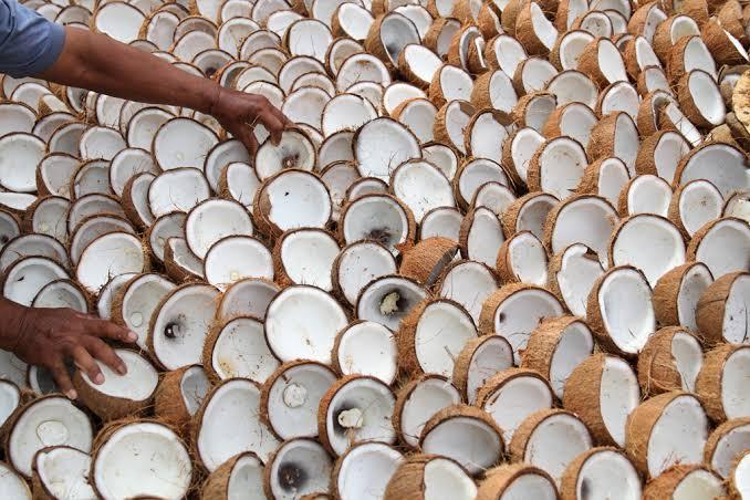 Disbun Riau Umumkan Harga Terbaru Komoditas Perkebunan Lain di Riau, Berikut Daftarnya