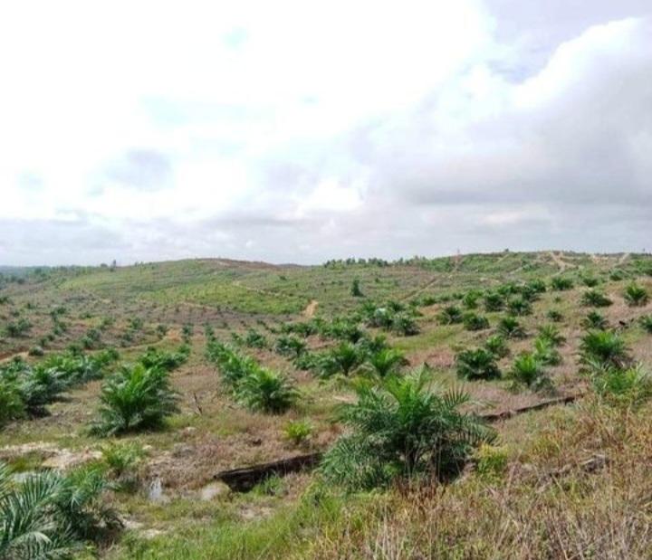 Eksplorasi Peluang dan Potensi Masuk Pasar Indonesia
