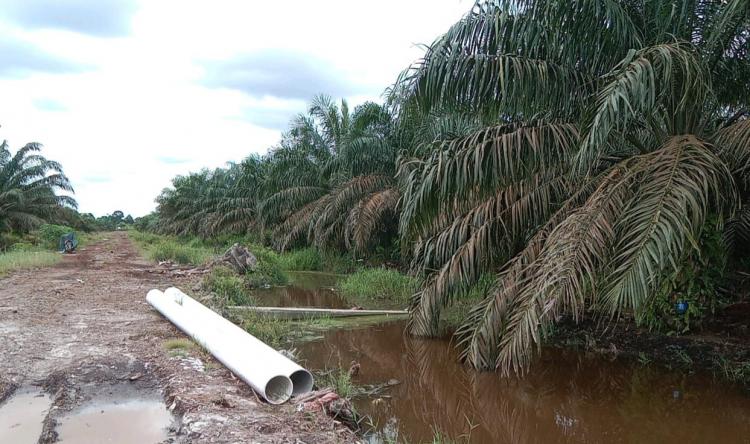 Seluas 15 Ribu Hektar Lahan Kebun Warga Di Kawasan Hutan Segera Dibereskan Tim KLHK