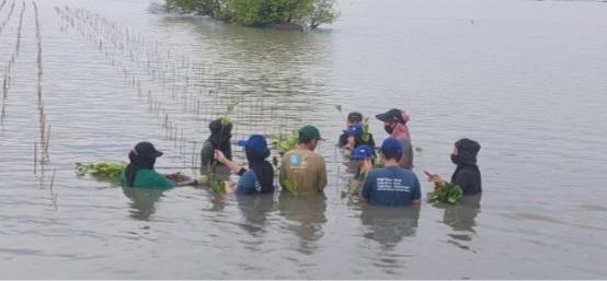 PFI Mega Life bersama LindungiHutan Tanam Mangrove di Pantai Bahagia Bekasi