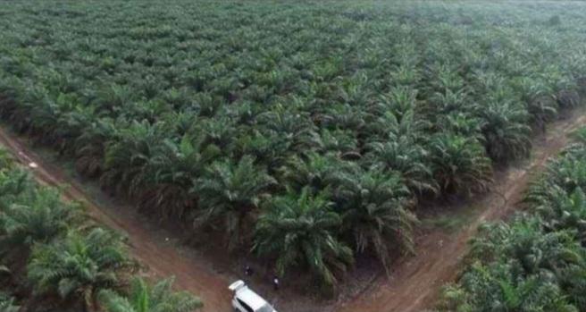 Laju Pertumbuhan Sawit Pesat, Kebun Sawit Kutim Terluas di Provinsi Kaltim