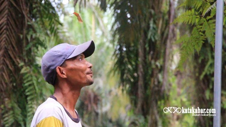 Bermula Dari Kuli, Sukses Menjadi Petani Sawit