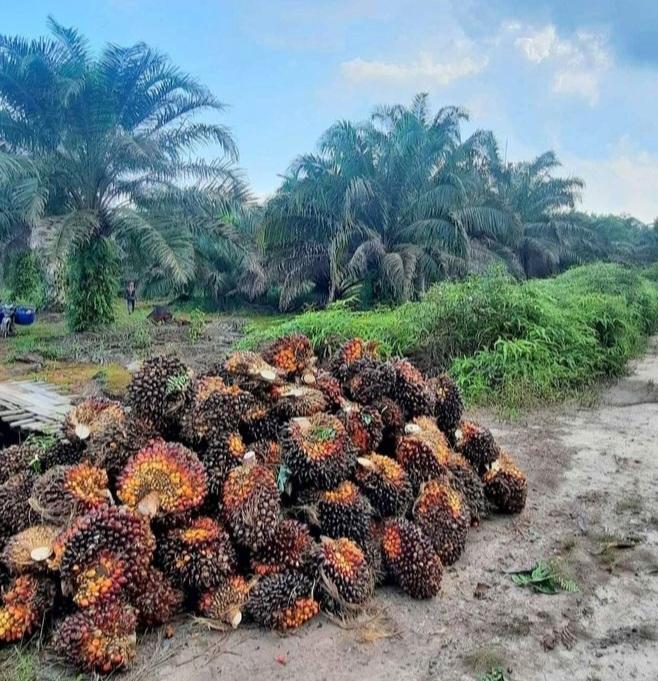 Kemitraan Usaha Perkebunan Sawit  Mesti Simbiosis Mutualisme dan Bertanggungjawab