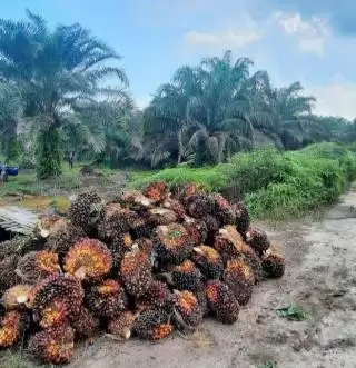 Kemitraan Usaha Perkebunan Sawit  Mesti Simbiosis Mutualisme dan Bertanggungjawab