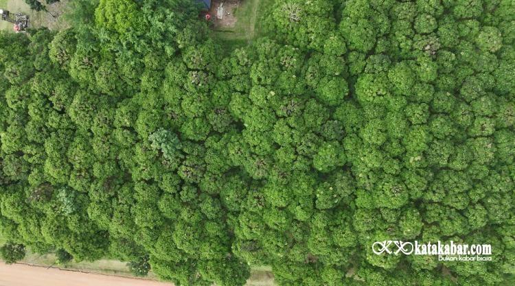 Merawat Saksi Sejarah di Kebun Tandun