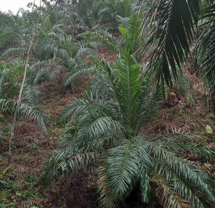 Kementerian ATR-BPN Diminta Inventarisasi Tumpang Tindih Lahan Demi Tata Kelola Sawit