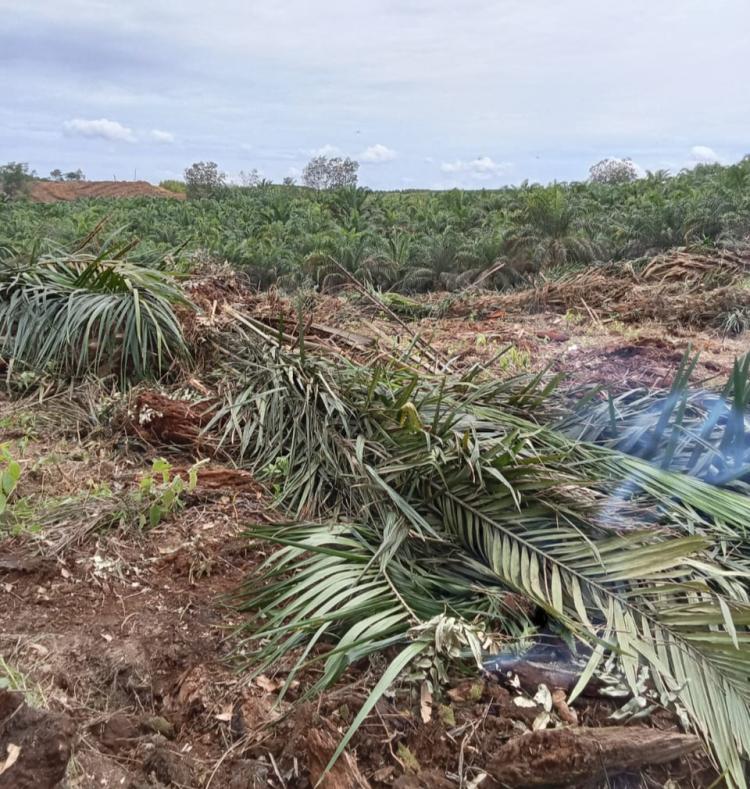 Tata Batas Masih Samar, Oknum-oknum PT BBSI Gaya Koboi Rusak Tanaman Sawit Warga