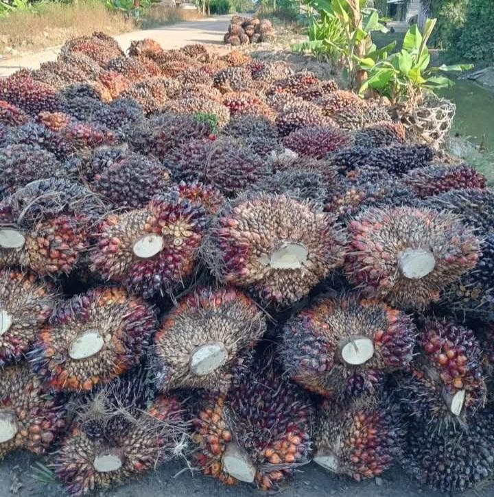 Involusi Fungsi Ekologis Kelapa Sawit