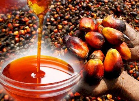 Catat! Ini Pusat Produksi dan Konsumsi Minyak Sawit Global