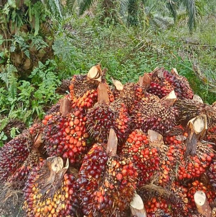 Lewat Tiga Jalur Kontribusi, Minyak Sawit Mampu Tekan Angka Kemiskinan