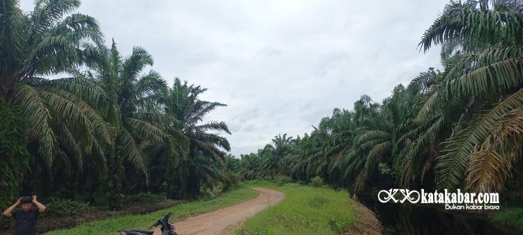 Garap Sektor Perkebunan Sawit, Pemprov Riau Bakal Bentuk BUMD Khusus