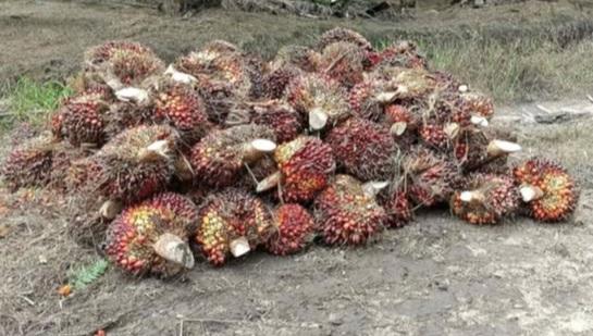 Nikmat Hilirisasi Sawit Pekerjaan Layak dan Pertumbuhan Ekonomi Masyarakat Dunia