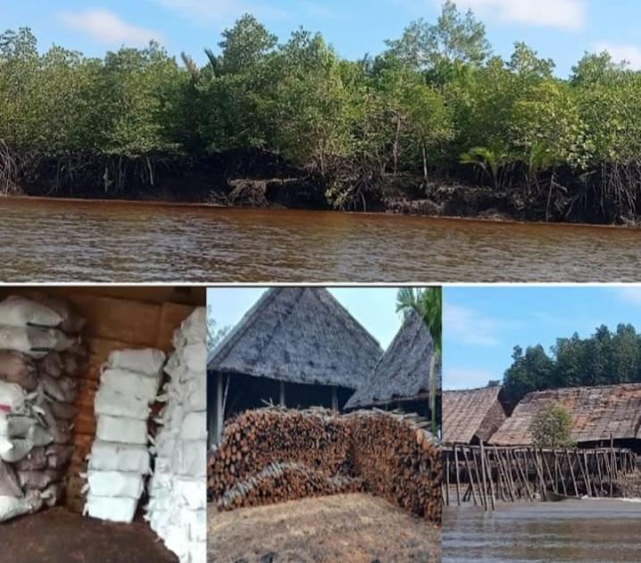 Babat Hutan Mangrove, Pemilik Panglong Arang Berlindung Atas Nama Koperasi SILVA