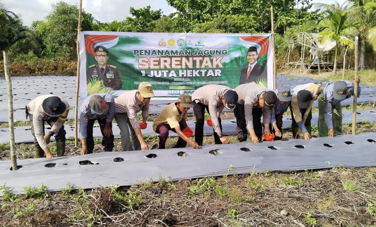 Dukung Ketahanan Pangan, Polsek Rangsang Tanam Jagung Serentak di Desa Sendaur