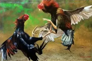 Warga Tembilahan Resah! Bertahun Sudah Lokasi Diduga Sabung Ayam Beroperasi di Tengah Pemukiman