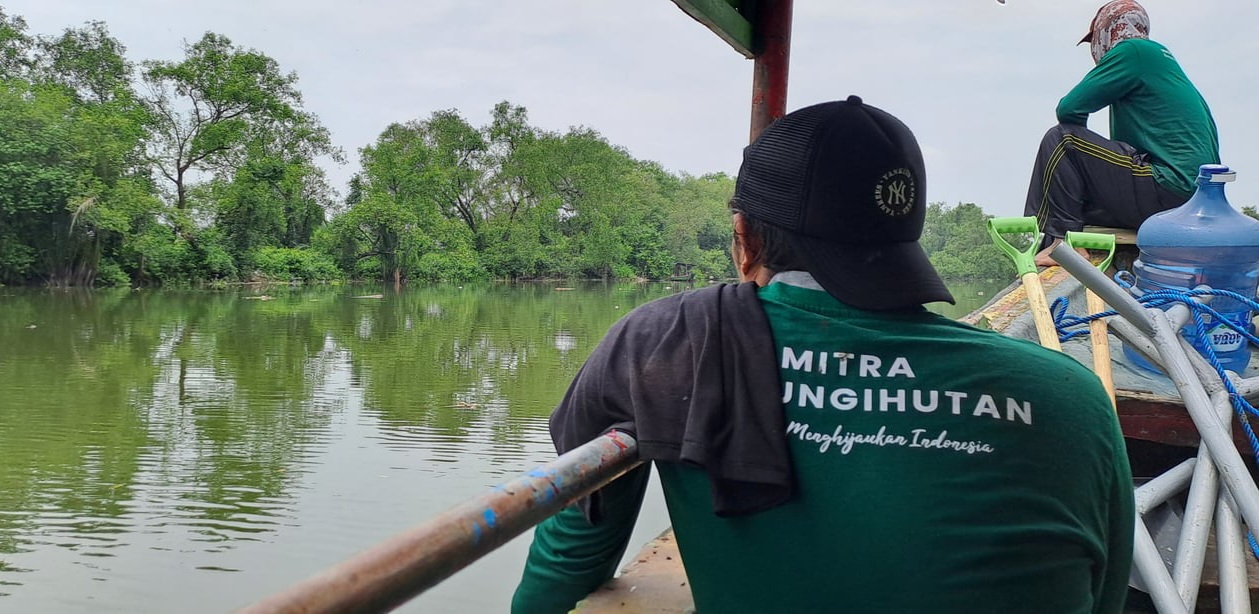Surabaya hingga Semarang: Kota Pesisir Bangkit Lewat Hutan Mangrove