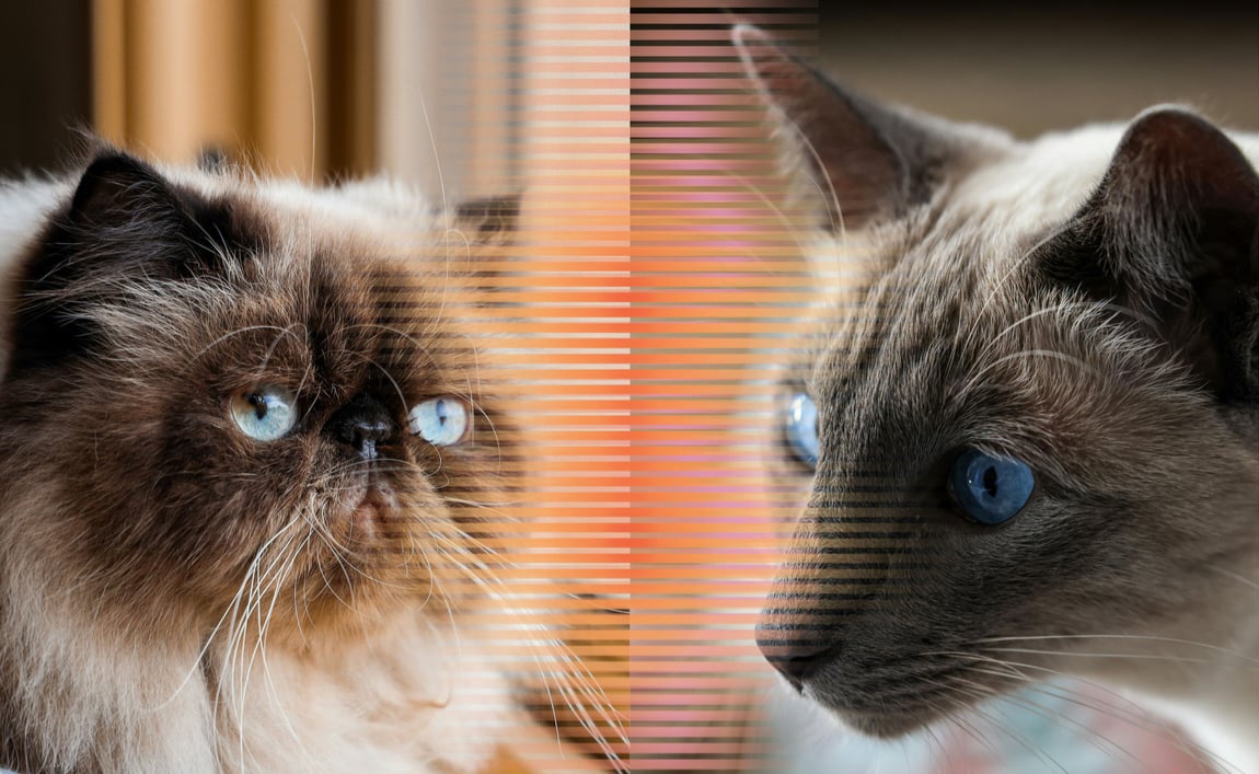 Acap Kali Dikira Sama, Ini Perbedaan Kucing Himalaya dan Siam