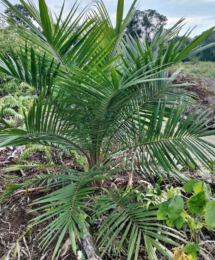 Disbun Kaltim Perjuangkan Rekomtek Sarpras Perkebunan Sawit Bagi Enam Kabupaten