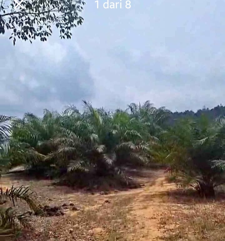 Nyata Serbaguna Perkebunan Kelapa Sawit Universal