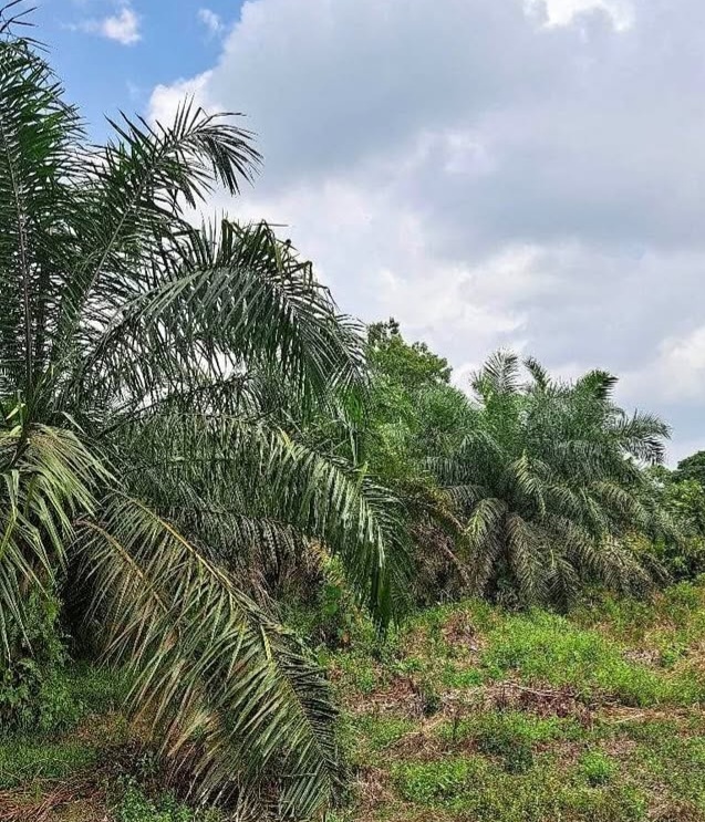 Investasi Tembus Rp8 T di Ketapang Sawit Jadi Penyumbang Utama
