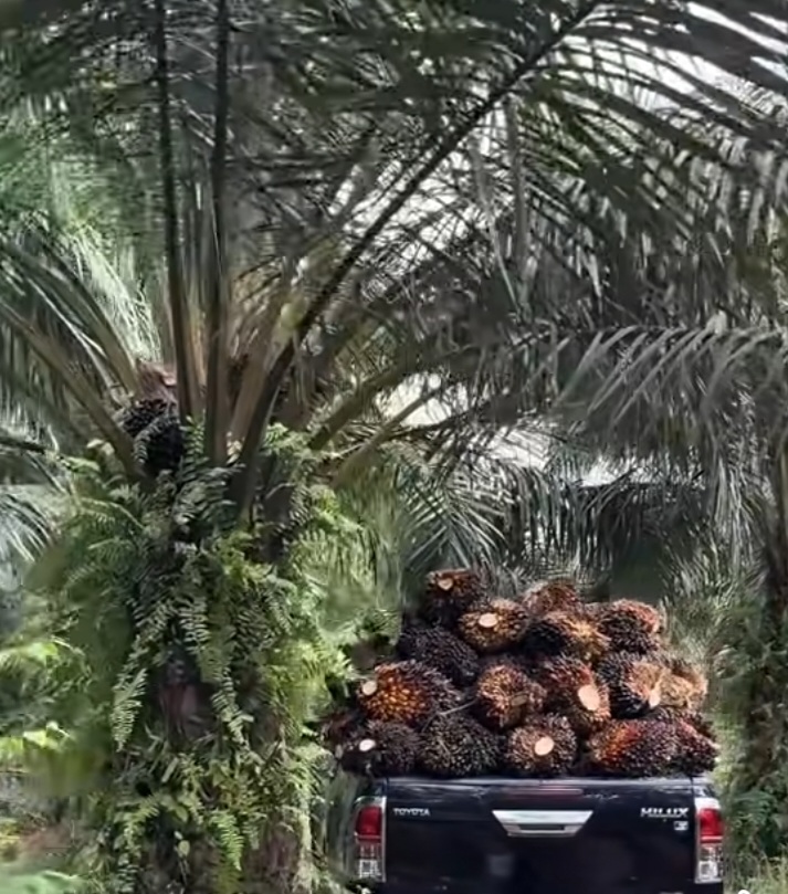 Di Sumatera Barat Harga TBS Sawit periode 8-14 September 2025 Dibanderol Rp3.707,70 per kilogram
