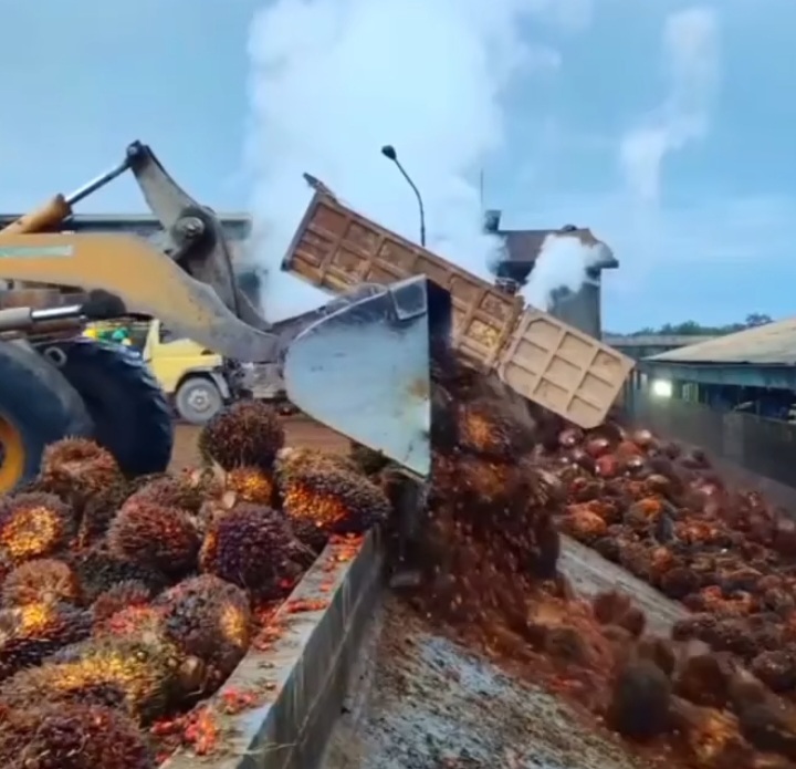 Bioavtur: Untuk Sektor Penerbangan dan Ekspansi Industri Nasional