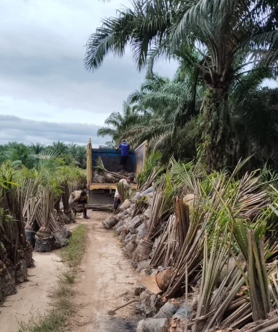 Tentang Prespektif Manfaat Ekonomi Kelapa Sawit Berkelanjutan