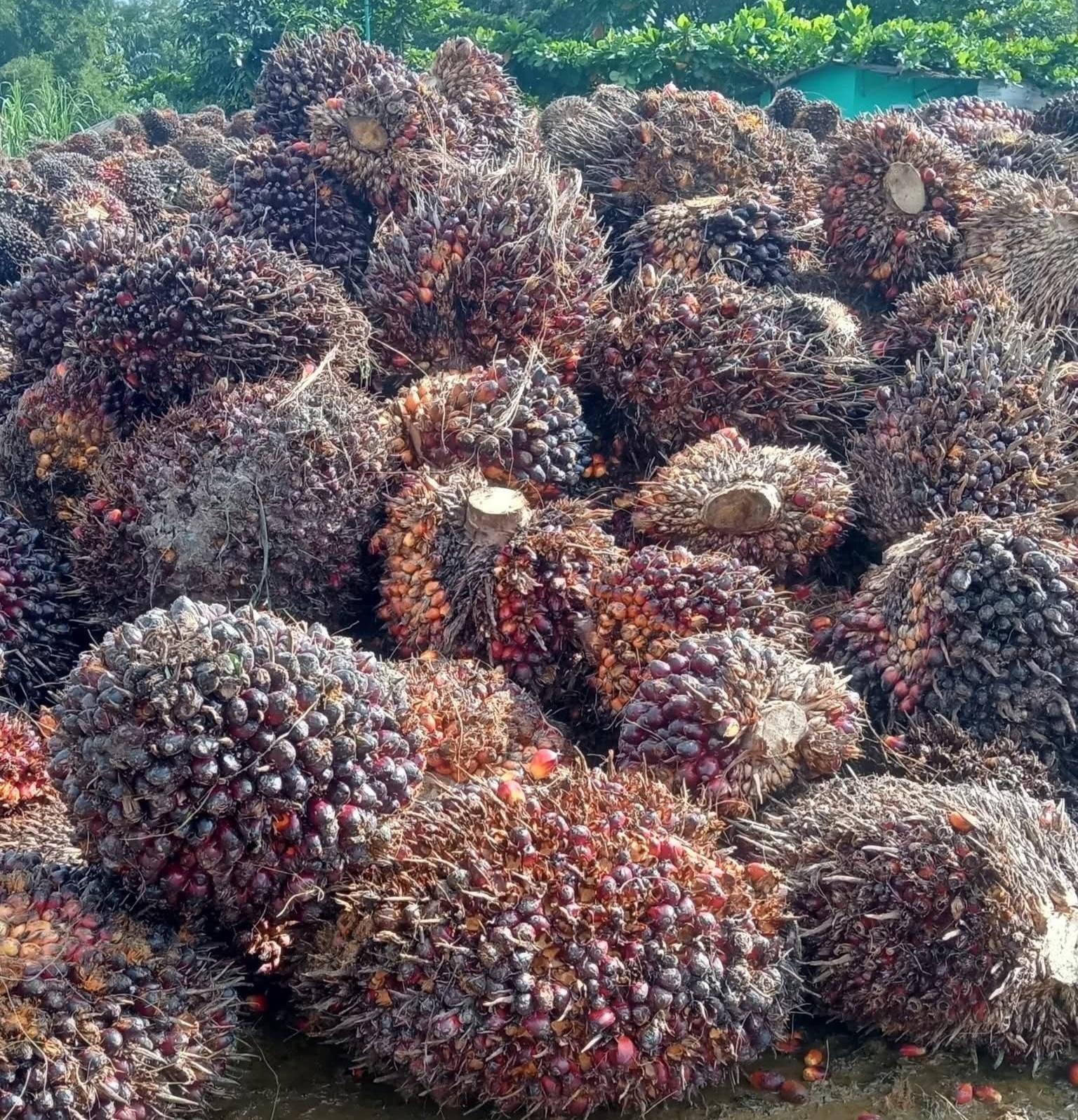 MK Izinkan Masyarakat Adat Berkebun Sawit di Kawasan Hutan, Tapi Bersyarat!