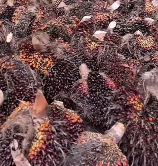 Produk Andalan RI Termasuk Sawit Siap Tembus Amerika Latin Lewat CEPA