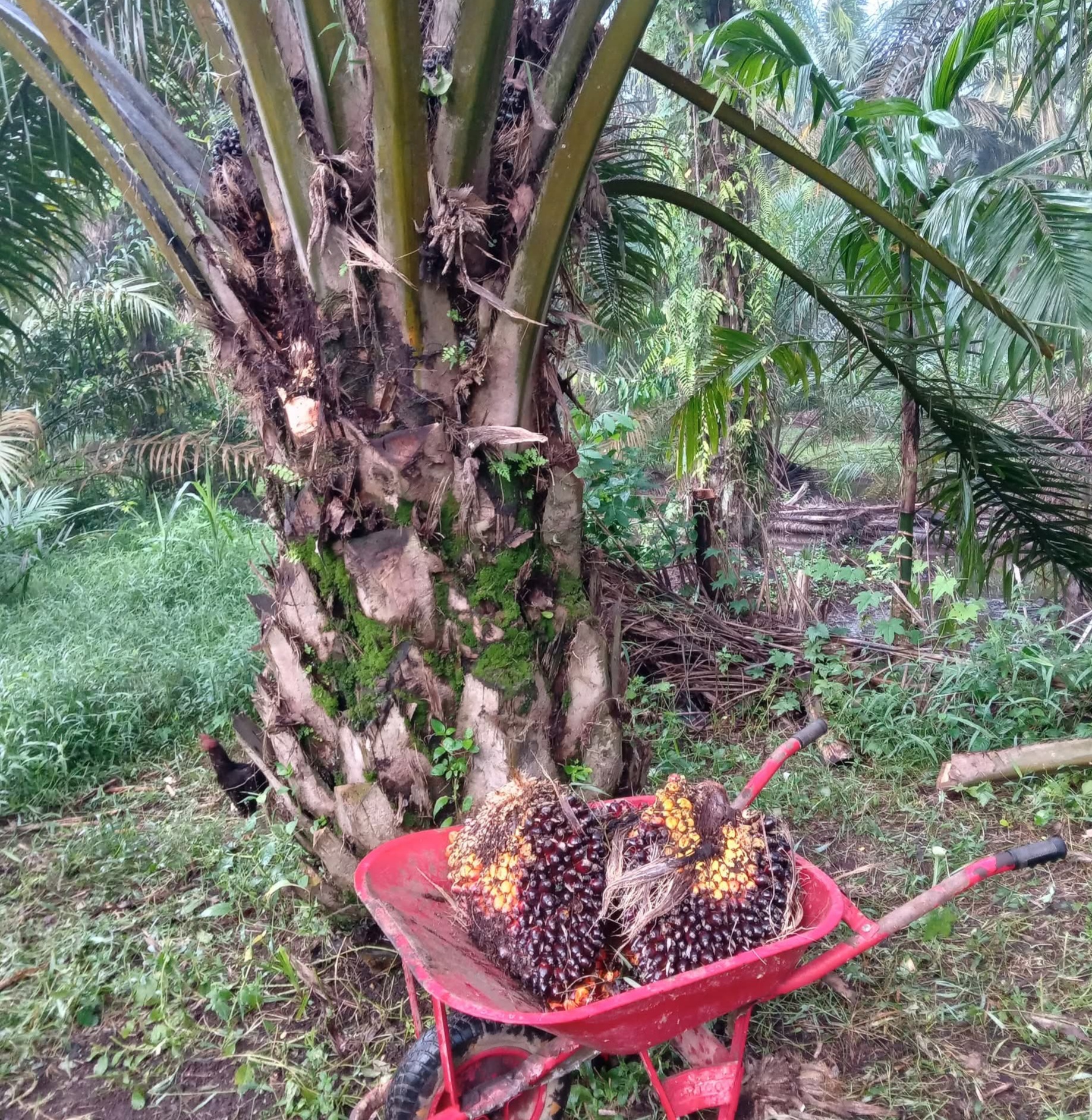 Harga TBS Sawit Swadaya Bervariasi di Sumut, Mulai Rp2.695 Hingga Rp3.480 Per Kg