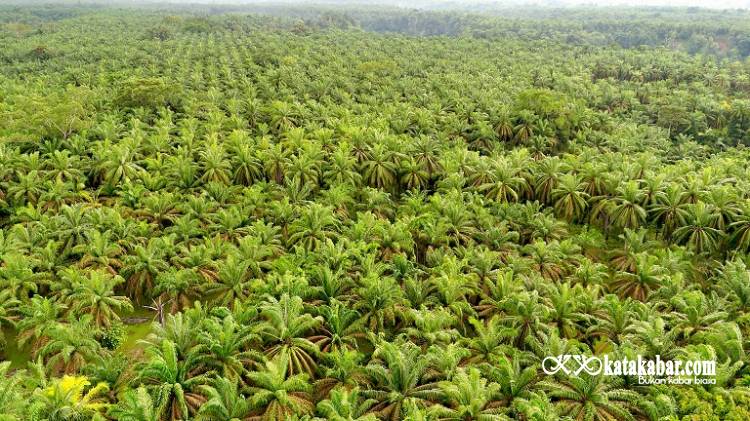 Lika-liku Kebun Sawit Rakyat Gotting Sidodadi
