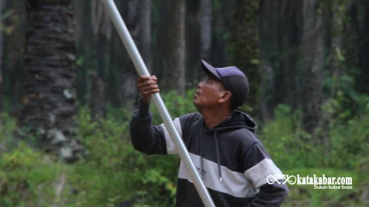 Pasangan Suami Istri Pemanen Sawit