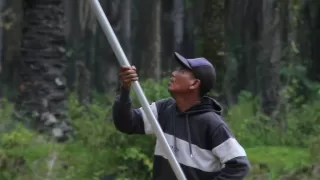 Pasangan Suami Istri Pemanen Sawit