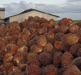 Sawit Ungkit Penerimaan Bea Keluar Oktober 2025 Pendapatan Negara Melambung