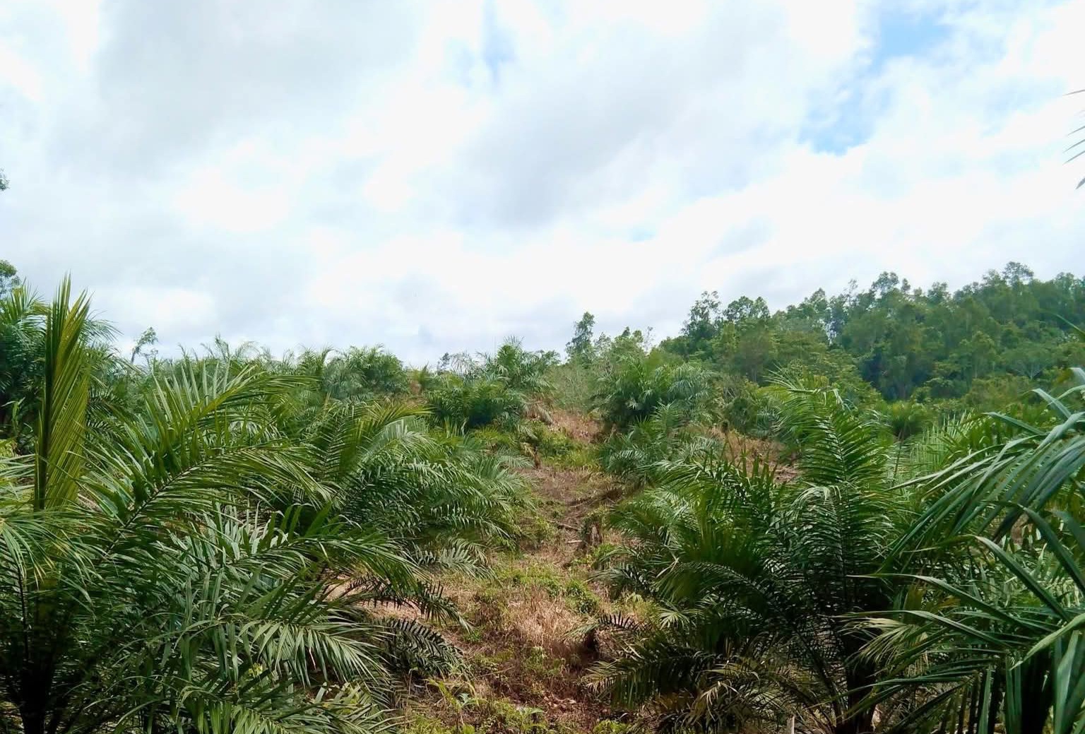 Kenali Tiga Generasi Bioenergi Berbasis Kelapa Sawit