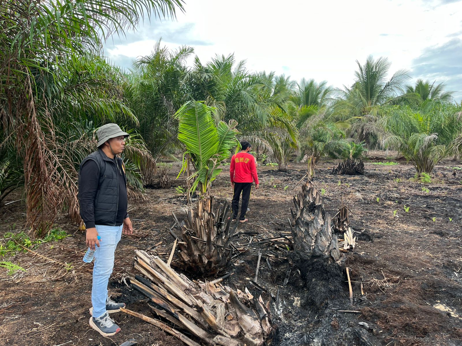 Bakar Lahan Gambut Seluas 500 Hektare, Pria di Teluk Meranti Dicokok Polisi