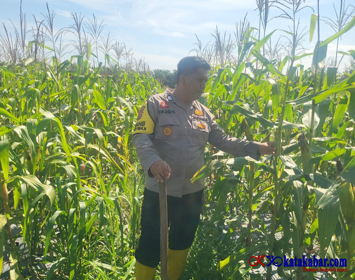 Polsek Mandau Lihat Lahan Persiapan Panen Raya Jagung Program 100 Hari Asta Cita Presiden RI di Rejosari