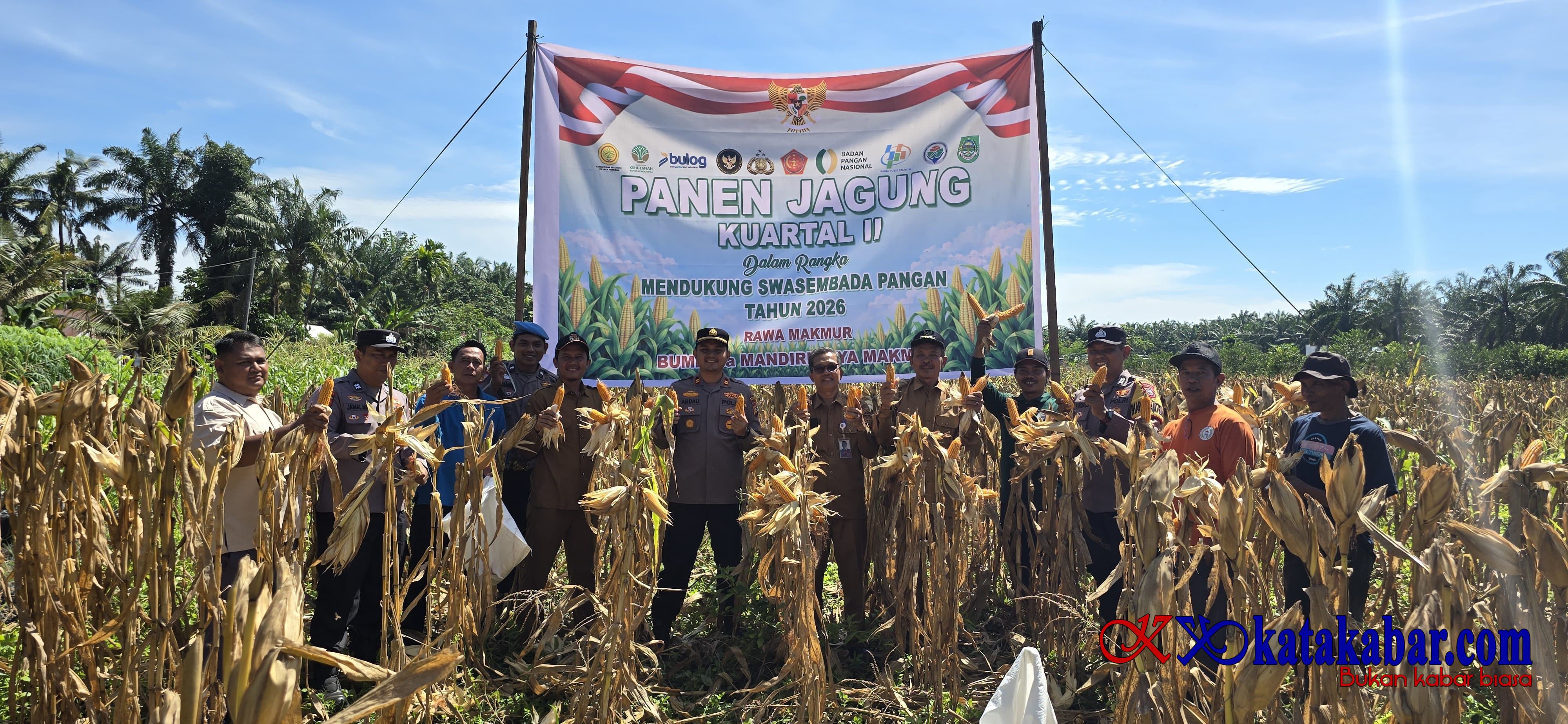 Panen Raya Jagung 1,5 Ton! Polsek Bonai Darussalam Buktikan Komitmen Ketapang Berbuah Nyata