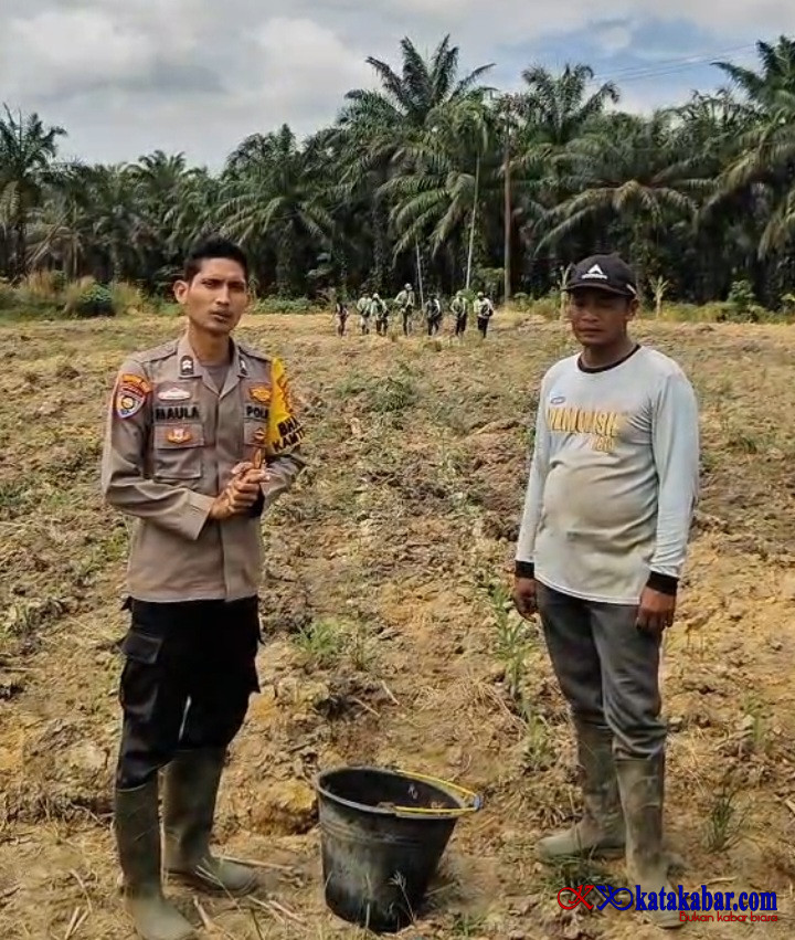Polsek Mandau dan Poktan Rawat Tanaman Jagung di Bathin Betuah Biar Tumbuh Presisi