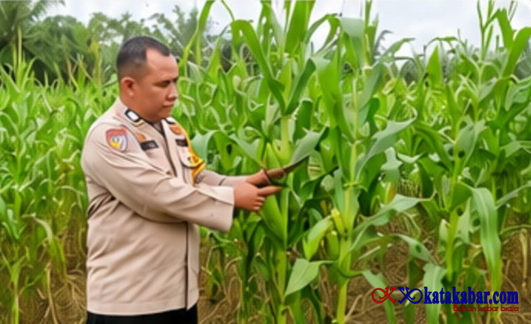 Bhabinkamtibmas Harapan Baru Pastikan Jagung Tumbuh Presisi Siap Panen Raya Bulan Ini
