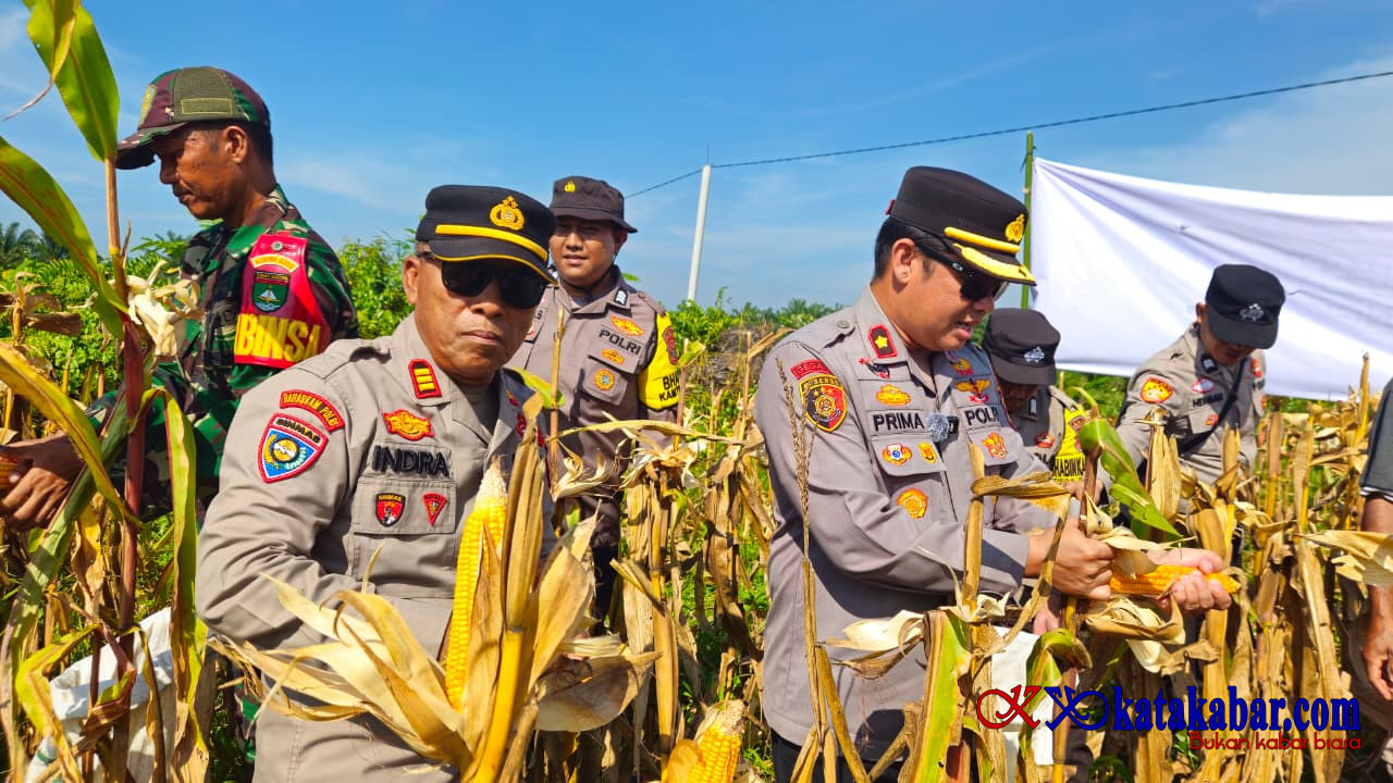 Hasil Memuaskan: Polsek Mandau dan Poktan Panen Raya Jagung di Air Kulim