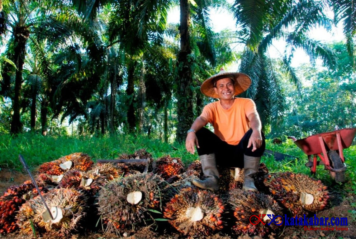 Di Tengah Gejolak Harga Sawit, Holding PTPN Konsisten Serap TBS Petani