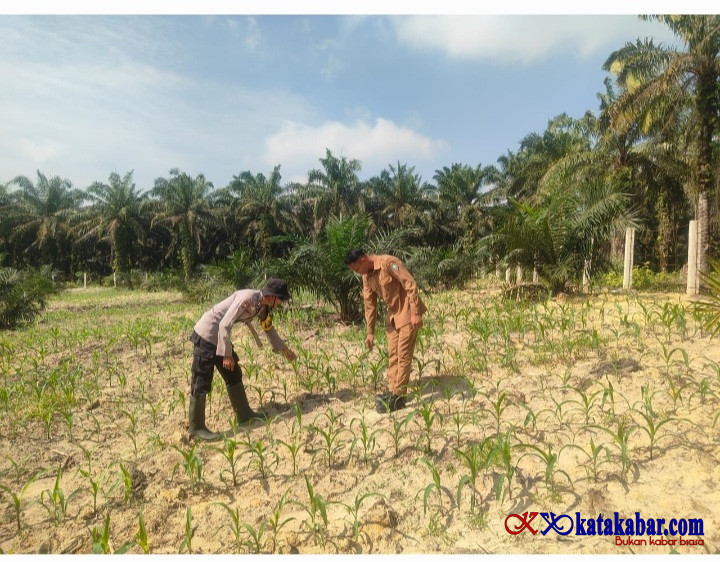 Dukung Swasembada Pangan Nasional: Polsek Mandau dan BumDes Bathin Betuah Kelola Lahan Jagung