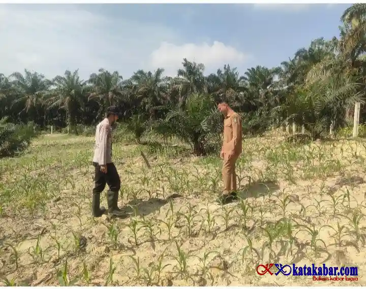 Lewat Lahan Jagung Polsek Mandau Bangun Budaya Goro dan Kepedulian Ketapang di Bathin Betuah