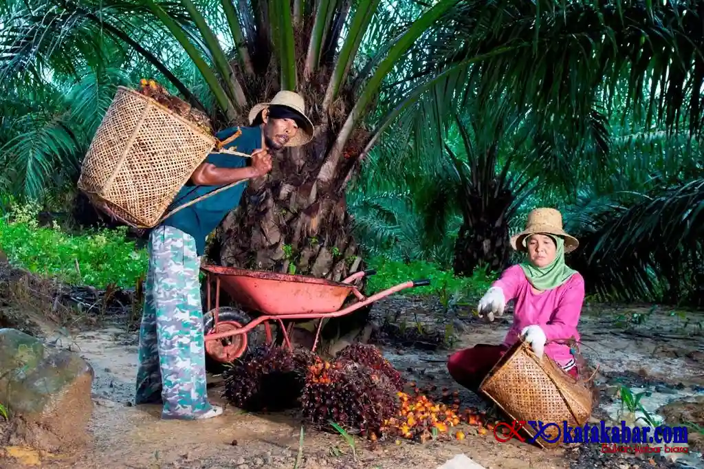 Peringati Hari Krida Pertanian, PTPN IV PalmCo Serap 1,34 Juta Ton TBS Petani