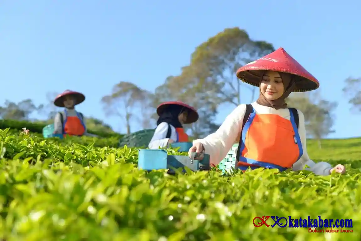 Perluas Jejak Teh Indonesia, Produk PTPN I Masuk Gerai Legendaris Twinings London