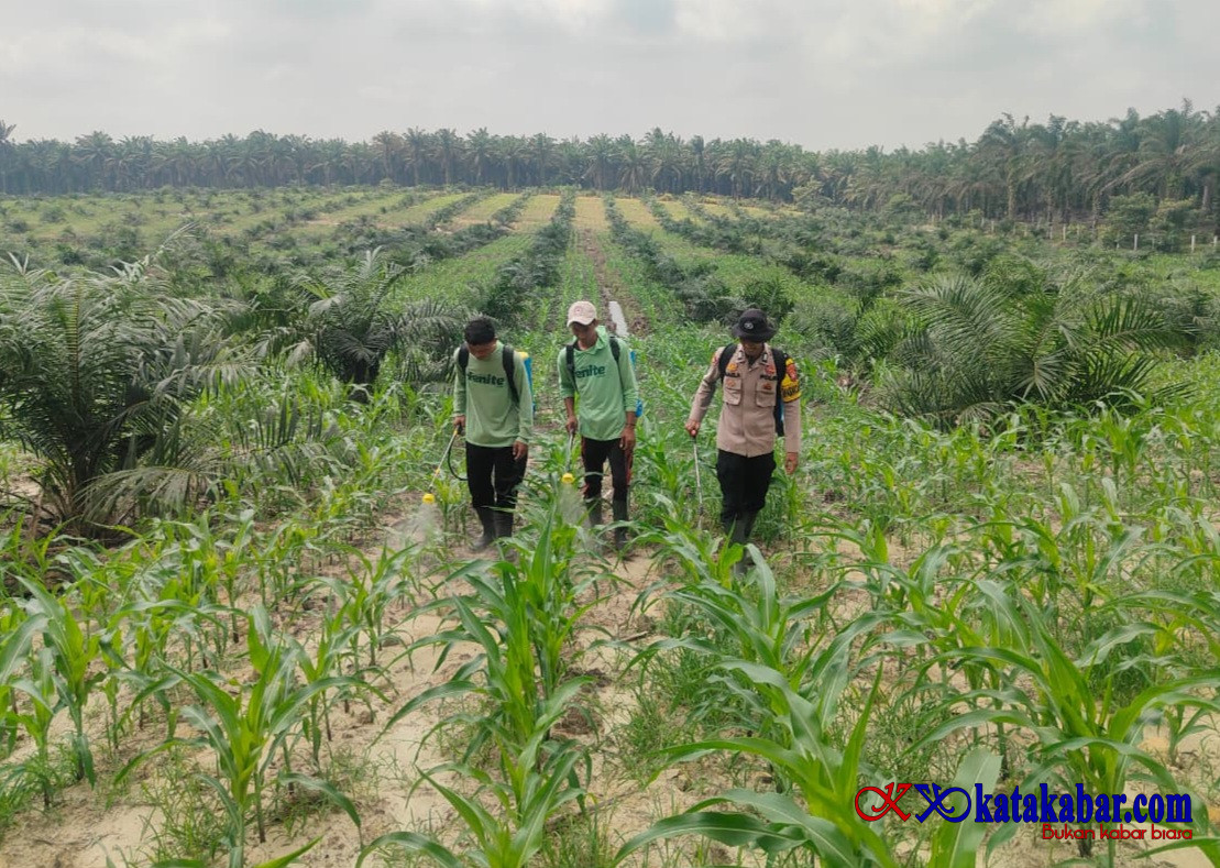 Merawat Tanaman Ketapang Bersama Poktan: AKP I Made: Jagung Pipil Tumbuh Presisi di Bathin Betuah