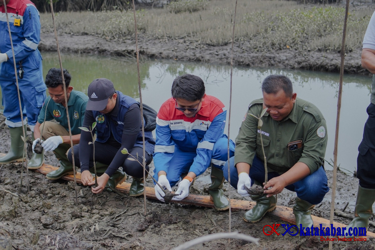 Peringati Hari Mangrove Sedunia, Pertamina EP Pangkalan Susu Tanam 2.500 Bibit Bakau untuk Lindungi Pesisir Langkat